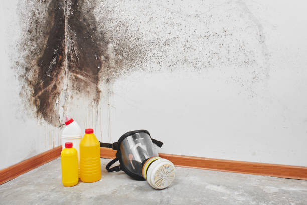 Best DIY Mold Remediation Support Services in Valley Falls, SC