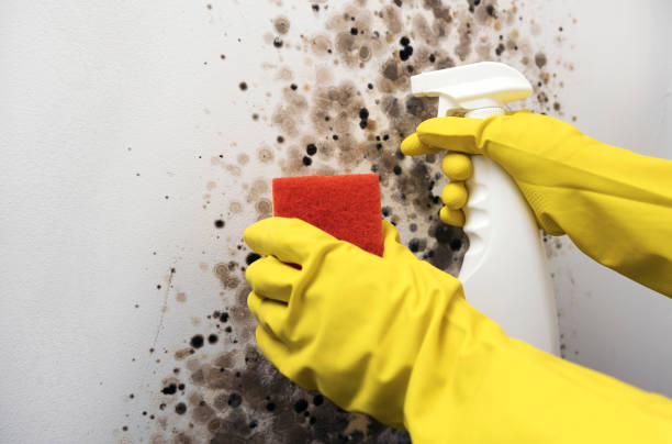 Best Post-Flood Mold Remediation in Valley Falls, SC